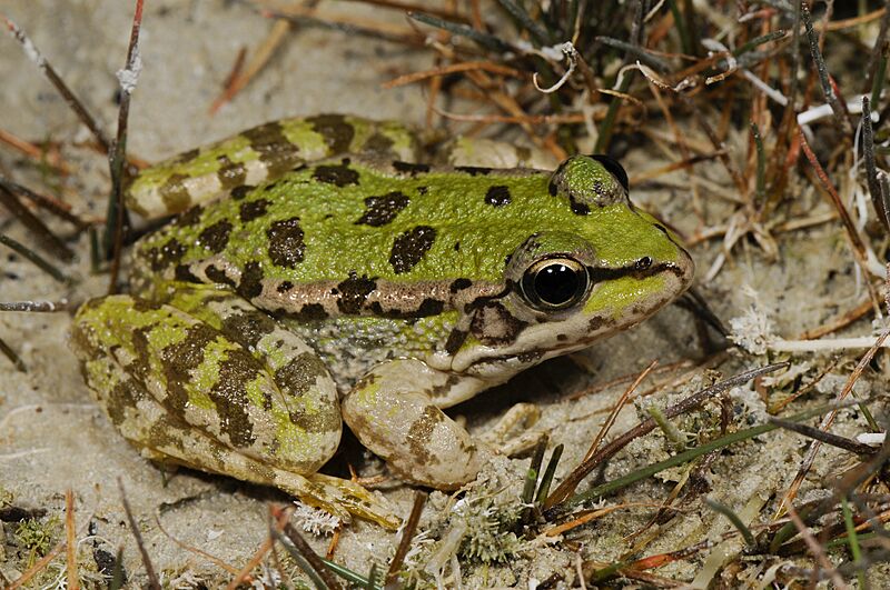 Benny Trapp Pelophylax cretensis