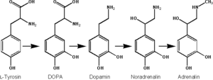 Archivo:Biosynthese Adrenalin