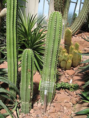 Archivo:Cactaceae - Neobuxmaumia euphorbioides aus Mexiko