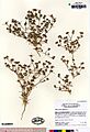 Calycadenia villosa