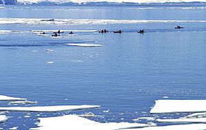 Archivo:Canoas entre el hielo