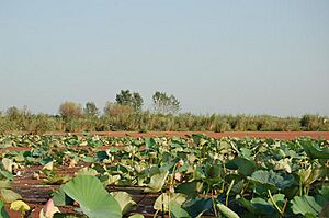 Archivo:Caspian Sea covered with plants near Bandar-e Anzali - Barry Kent
