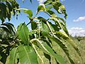 Castanea dentata 3141