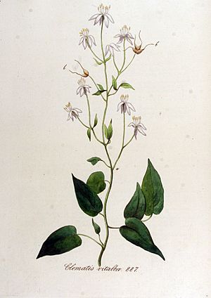Archivo:Clematis vitalba — Flora Batava — Volume v12