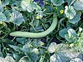 Cucumis melo subsp. flexuosus