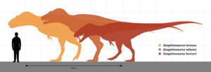 Archivo:Daspletosaurus Size Comparison