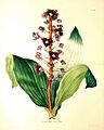 Dichorisandra aubletiana - Morren