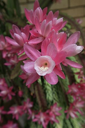 Archivo:Disocactus phyllanthoides