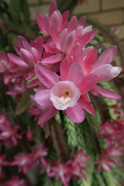 Disocactus phyllanthoides