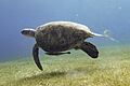 Echeneis naucrates 241647485