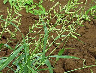 Echinochloa colona.jpg