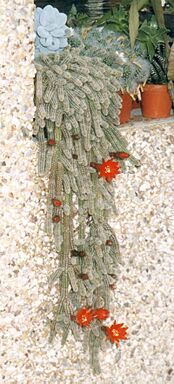 Archivo:Echinopsis chamaecereus (2944514004)