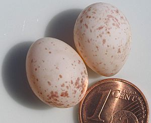 Archivo:Eggs of Parus major