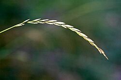 Elymus.repens.jpg