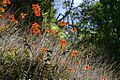 Epidendrum-radicans