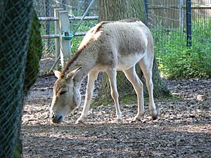 Archivo:Equus hemionus kulan