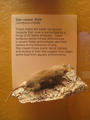 Archivo:Exhibit Museum of Natural History, Ann Arbor - IMG 9032
