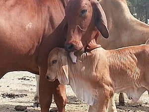 Archivo:GTM Brahmans cow and calf
