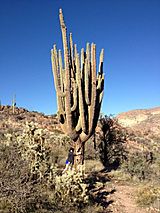 Giant Saguaro Cactus.JPG