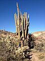 Giant Saguaro Cactus