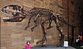 Giganotosaurus AustMus email