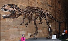 Archivo:Giganotosaurus AustMus email