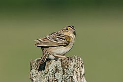 Grasshopper Sparrow.jpg