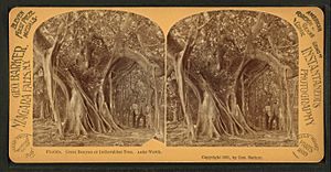 Archivo:Great Banyan or Indiarubber tree, Lake Worth, from Robert N. Dennis collection of stereoscopic views