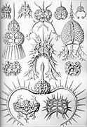 Haeckel Spyroidea