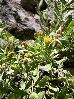 Haplopappus aberrans-8-27-04.jpg