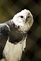 Harpia harpyja -captive -upper body-6a