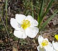 Helianthemum apenninum2