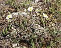 Helianthemum apenninum 210407a