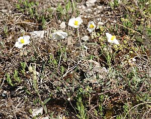 Archivo:Helianthemum apenninum 210407a