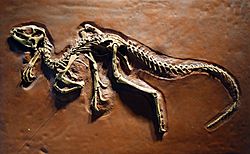 Heterodontosaurus tucki cast - University of California Museum of Paleontology - Berkeley, CA - DSC04696.JPG