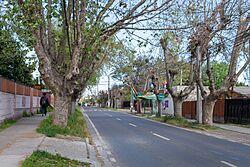 Hijuelas 20231005 02.jpg