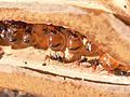 HoneyAnt