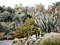 Huntington Desert Garden Cactus (etc)
