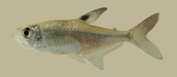 Hyphessobrycon compressus (Michael Tobler).png