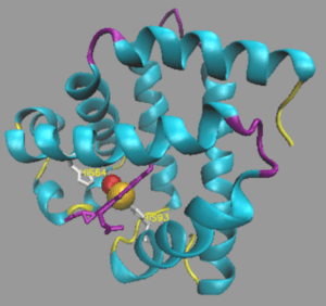 Archivo:La proteína mioglobina