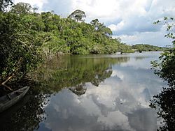 Archivo:Laguna, parque nacional de Cuyabeno, Ecuador