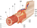 Layers of the GI Tract numbers