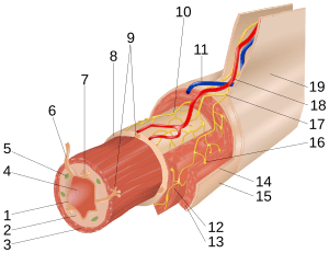 Archivo:Layers of the GI Tract numbers