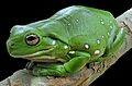 Litoria caerulea
