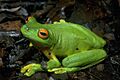Litoria xanthomera03