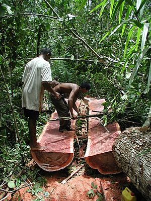 Archivo:Logging Bulletwood Berbice-Guyana JK