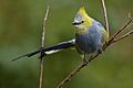 Long-tailed Silky-flycatcher - Ptiliogonys caudatus