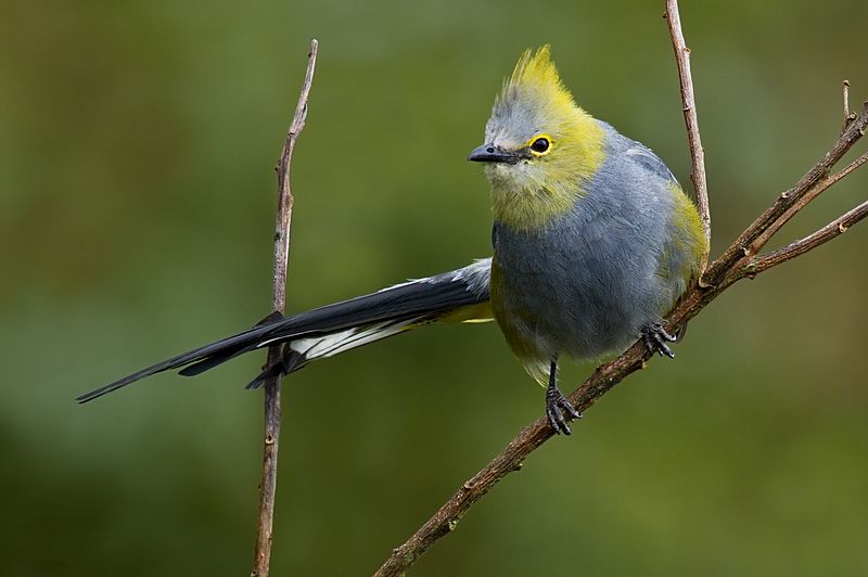 Long-tailed Silky-flycatcher - Ptiliogonys caudatus