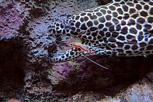 Archivo:Lysmata amboinensis cleans mouth of a Moray eel