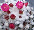 Mammillaria polythele 3